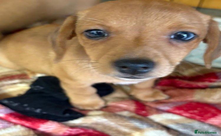Mixed Breed dogs - Advert 4