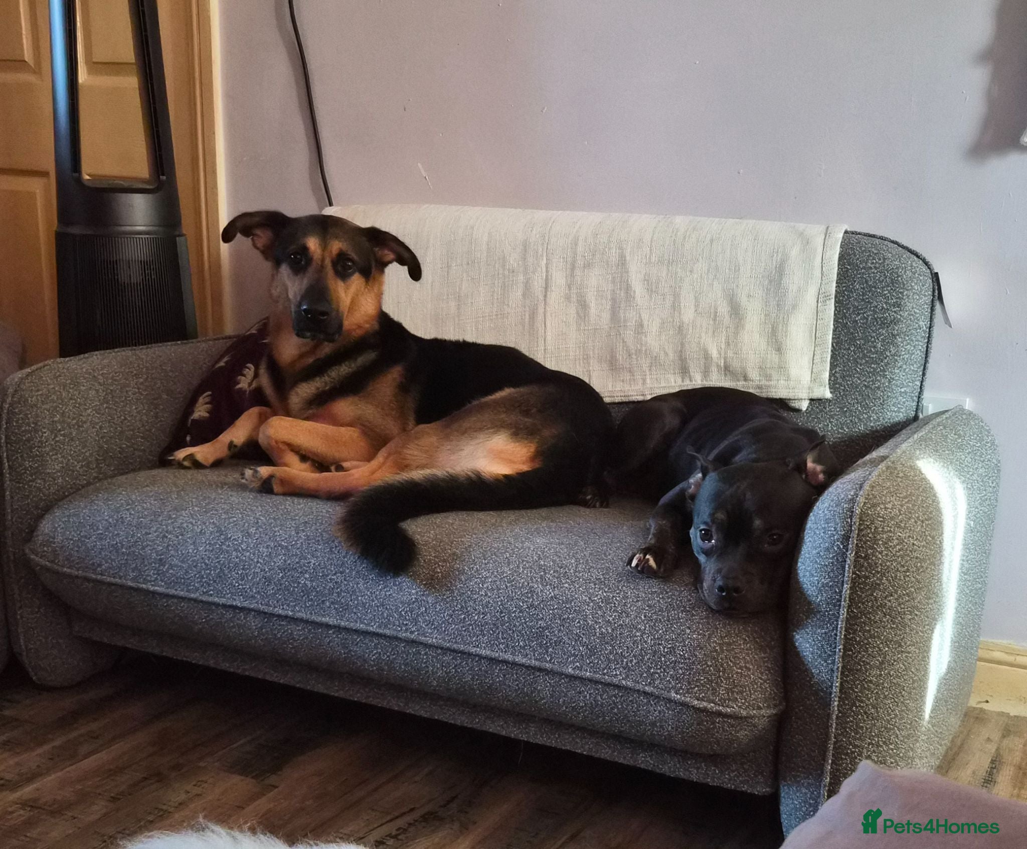 German Shepherd dogs Female gsd and pocket bully for sale  - Advert 1