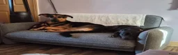 German Shepherd dogs for sale: Female gsd and pocket bully for sale  in Mansfield - Advert 1