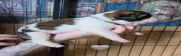Saint Bernard dogs for sale: Saint Bernard puppies  - Advert 7