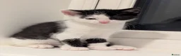Mixed Breed cats for sale: 2 kittens for sale - Advert 6