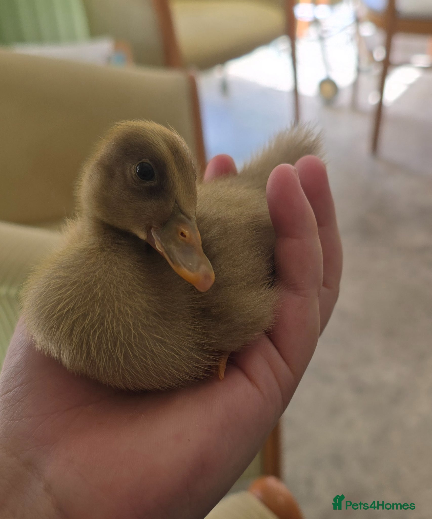 Ducks poultry 6X runner duck hatching eggs - Advert 15