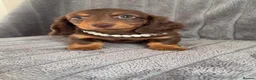 Miniature Dachshund dogs for sale: Long haired miniature dachshund puppies - Advert 9