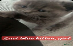 British Shorthair cats for sale: 1 blue BSH girl left for sale  in Burnley - Image 7