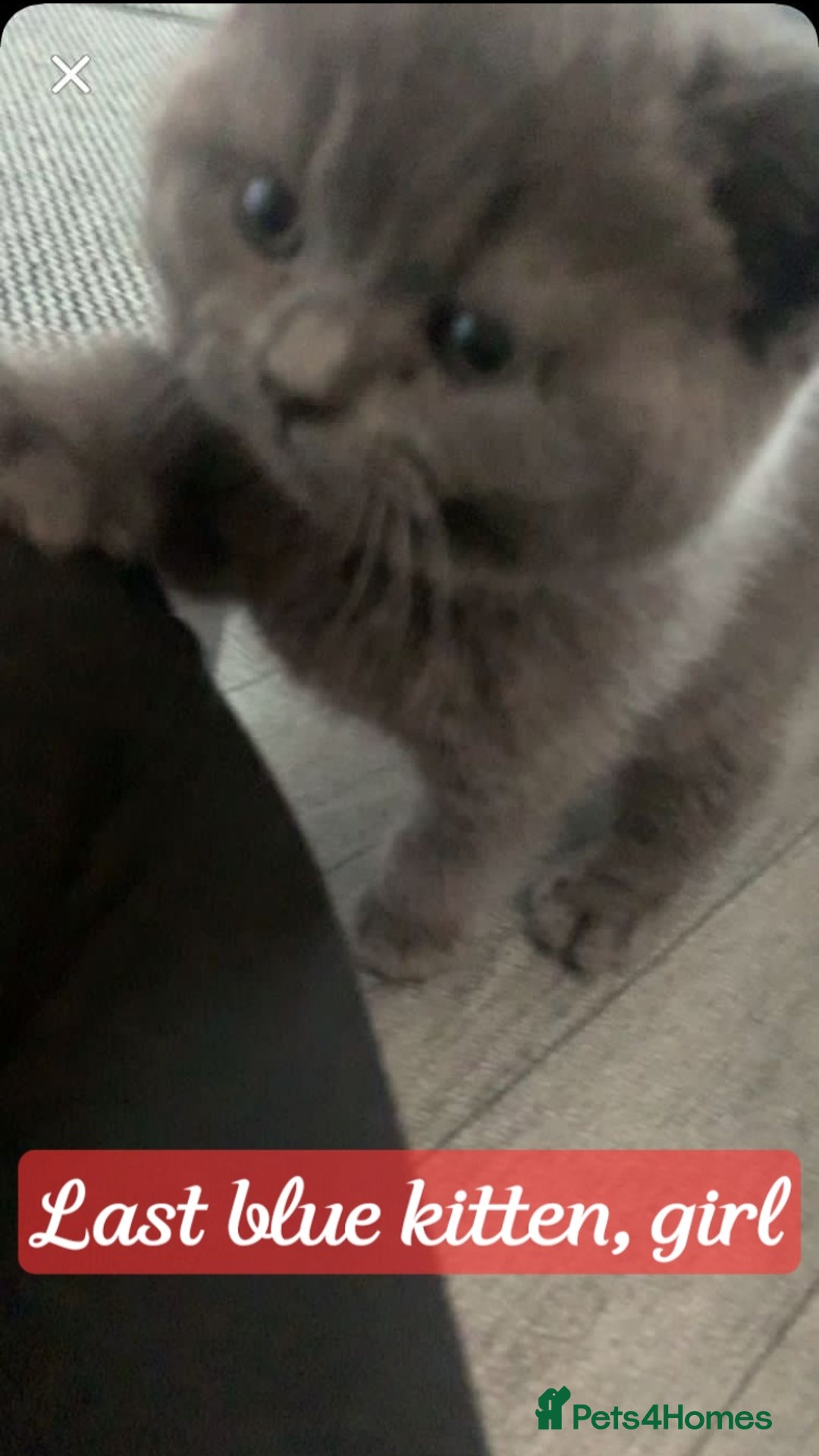 British Shorthair cats for sale: 1 blue BSH girl left for sale  in Burnley - Image 7