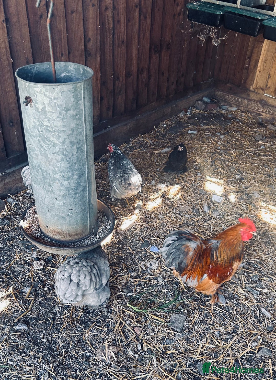 Chickens poultry for sale: Silkie and Bantams for sale - Image 10