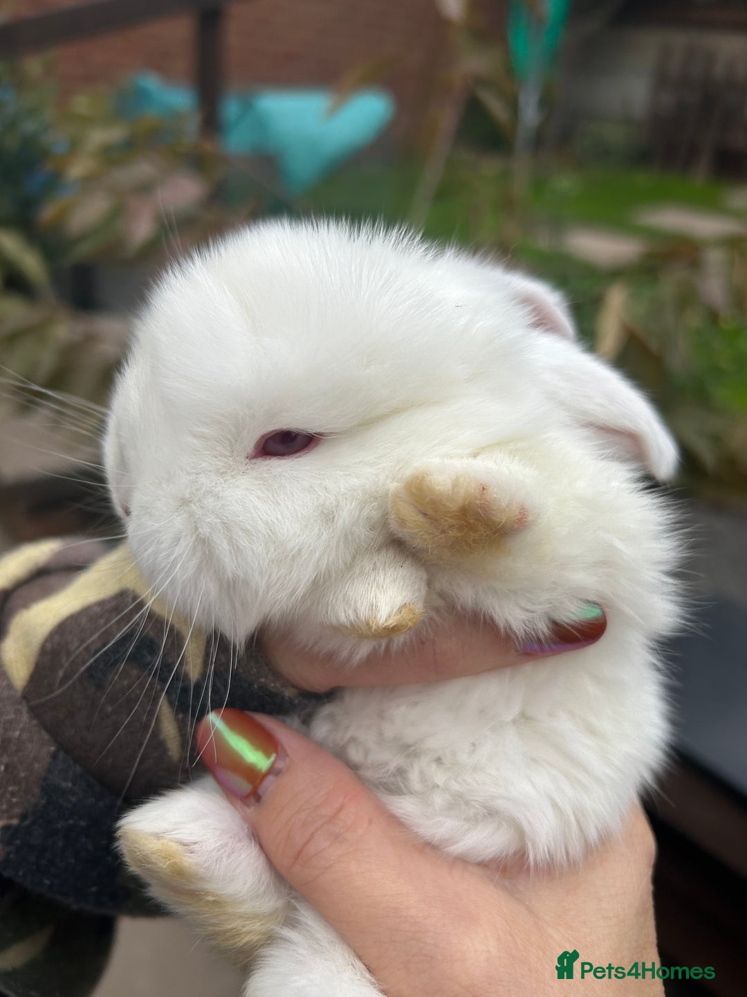French Lop rabbits for sale: Pure French lop baby bunnies for sale  - Image 13