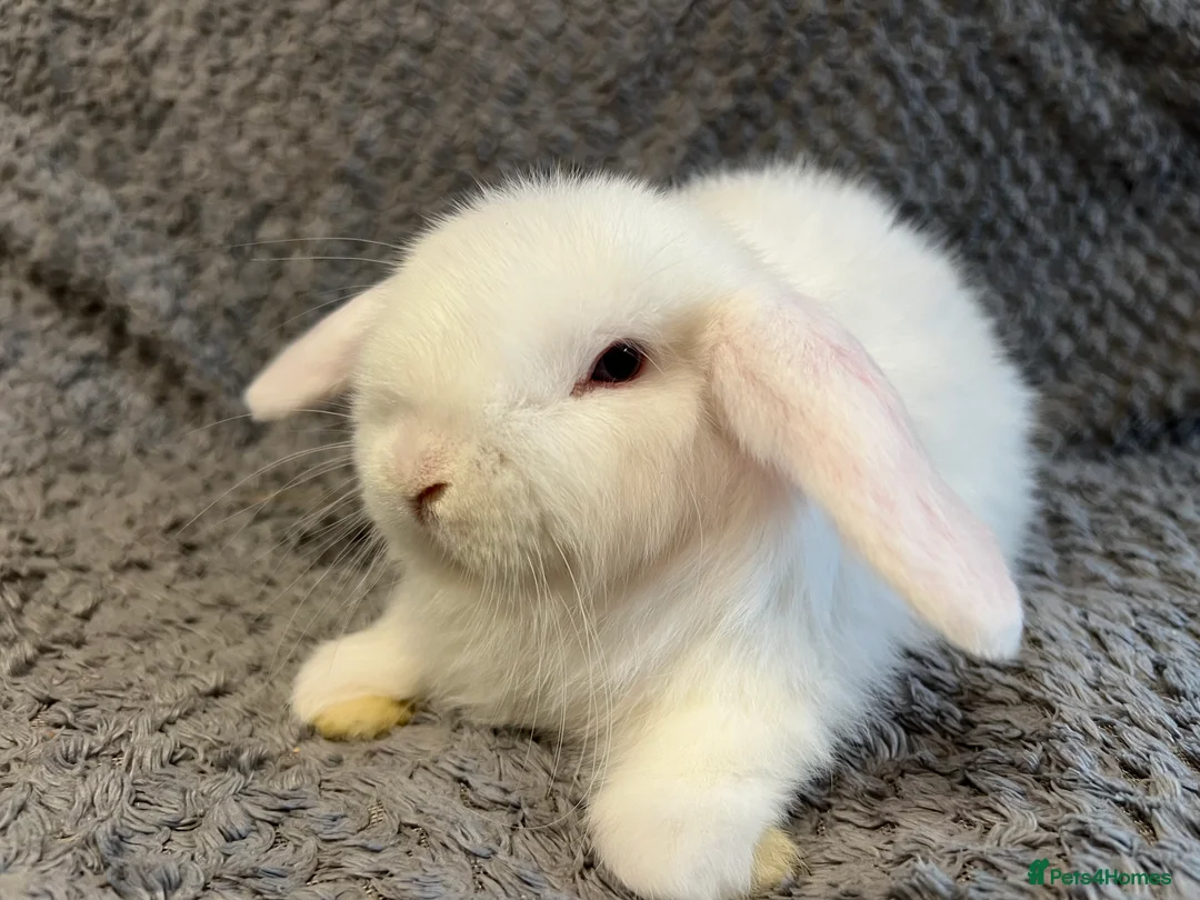 Mini Lop rabbits for sale: Mini Lops available from this weekend  - Advert 11