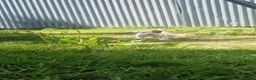 Mixed Breed dogs for sale: Parson Jack Russel Puppies For Sale in Llanfechain - Advert 5