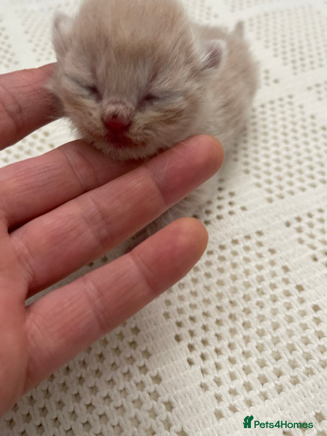 British Shorthair cats for sale: Exceptional litter of GCCF British shorthairs - Advert 15