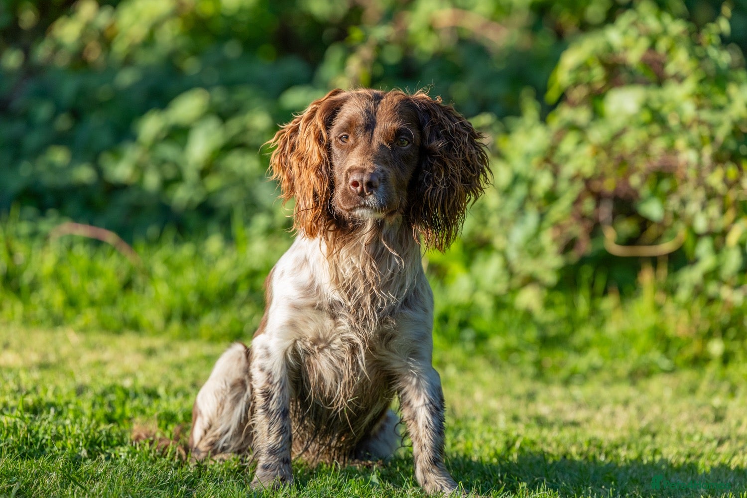 English Springer Spaniel dogs for stud: Fully Health Tested Heavily marked stud  - Advert 1