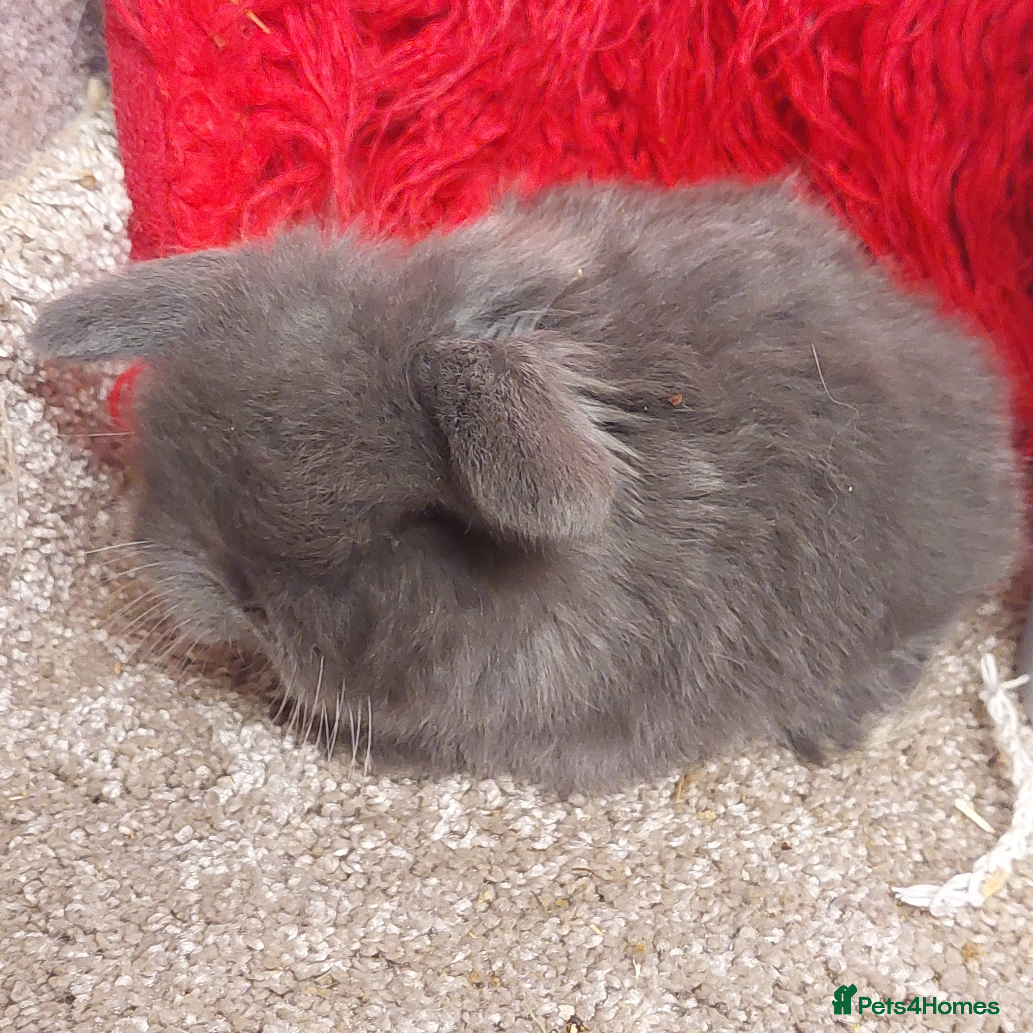 Mini Lop rabbits 2 Pure bred Minilop babys ready to reserve  - Advert 12