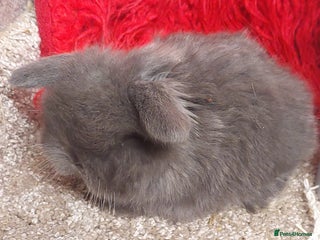 Mini Lop rabbits Pure bred Minilop babys ready to reserve - Advert 2