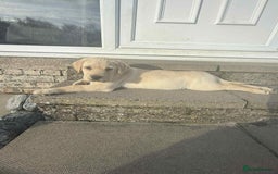 Labrador Retriever dogs for sale: Chunky Labradors ready now - Image 14