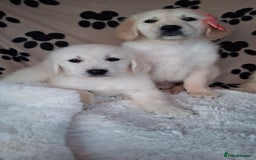 Golden Retriever dogs for sale: Kc, health tested, show type, golden retrievers. - Advert 23