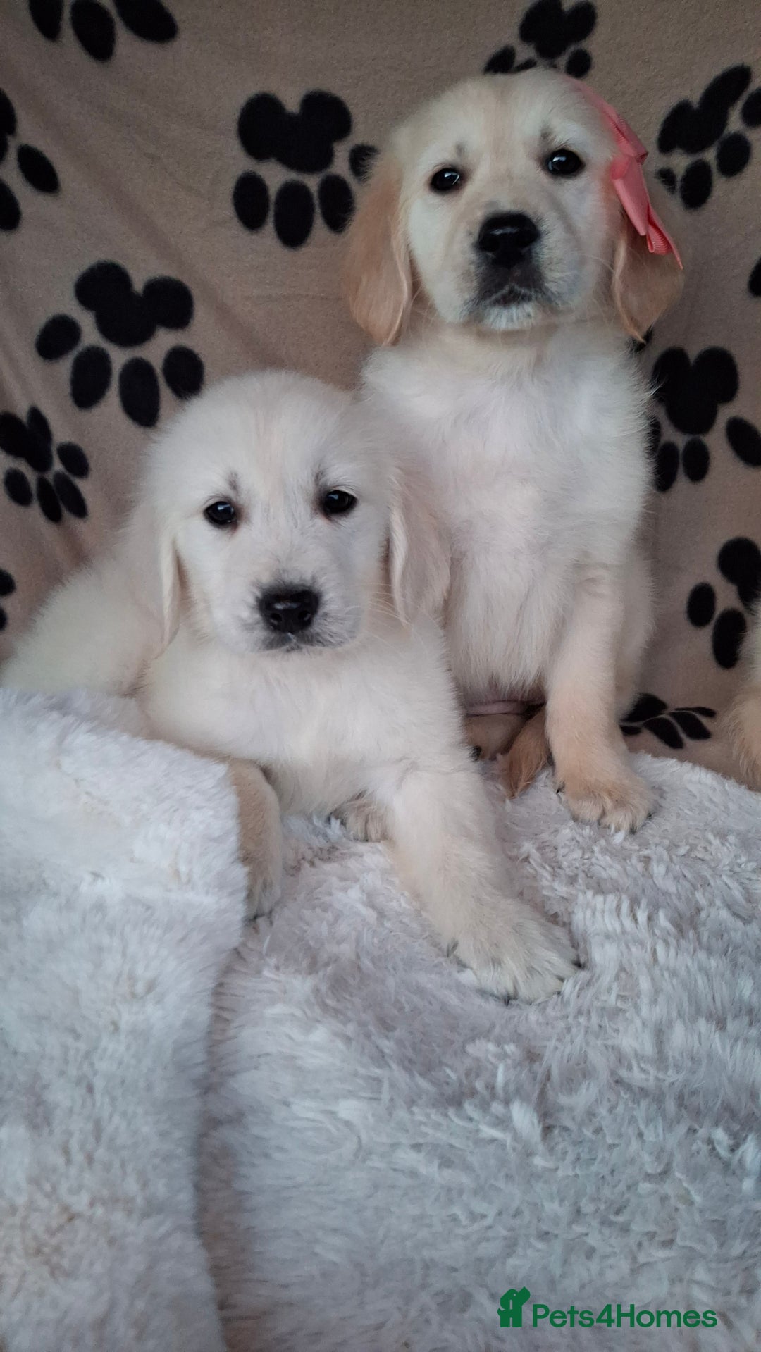 Golden Retriever dogs for sale: Kc, health tested, show type, golden retrievers. - Advert 23