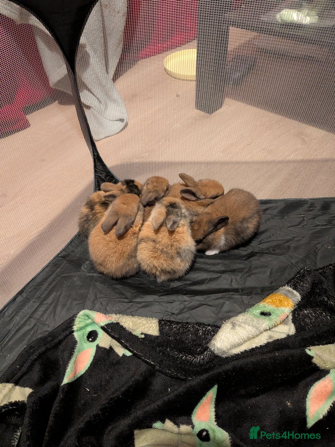 Mixed Breed rabbits for sale: 3 mixed baby rabbits - Advert 2