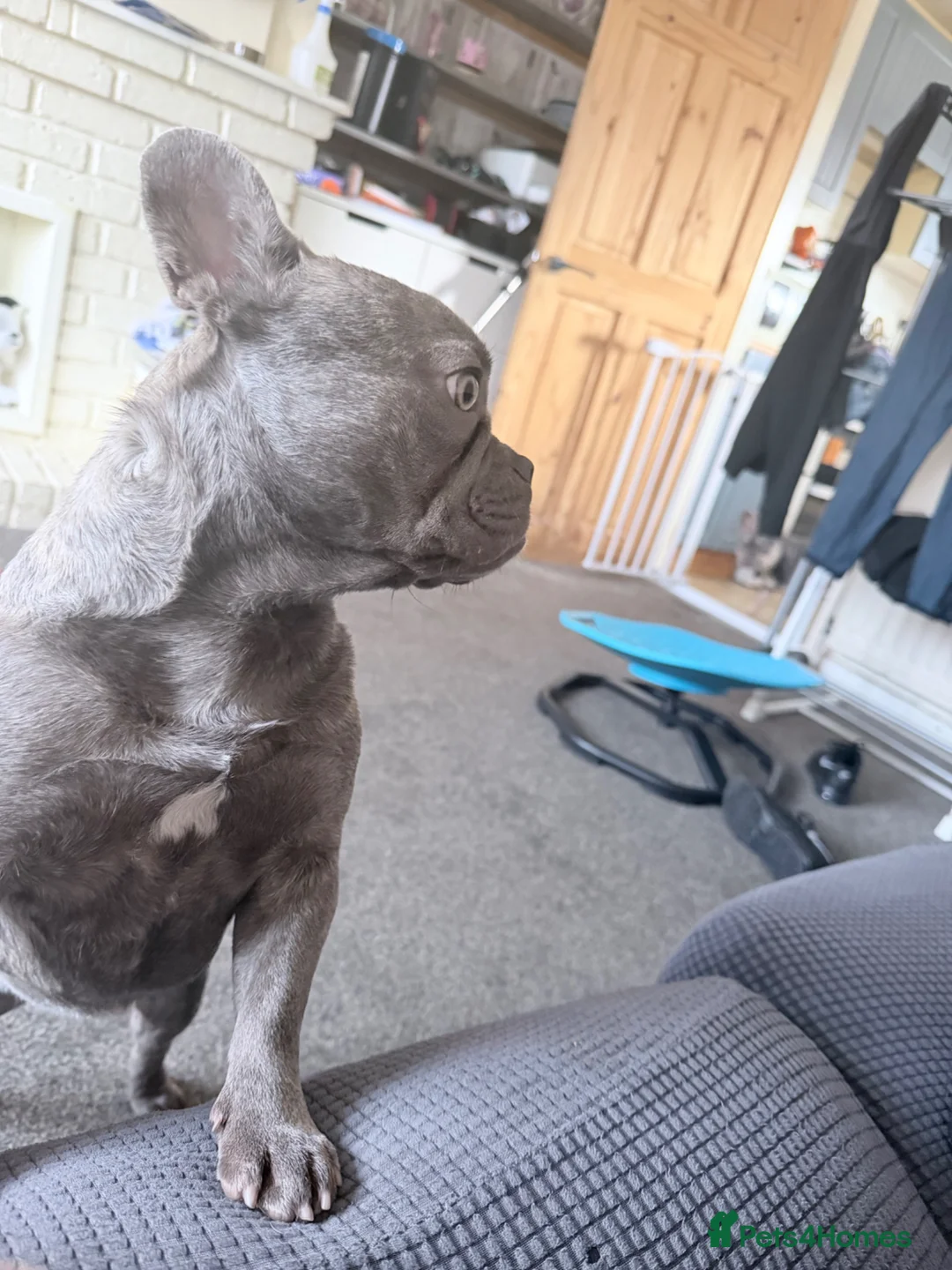 French Bulldog dogs for sale: 10 month old female french bulldog  in Southampton - Advert 2