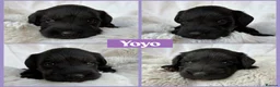 Miniature Schnauzer dogs for sale: BVA/MAC TESTED CLEAR - KC REG 2 BLACK GIRLS - Advert 5