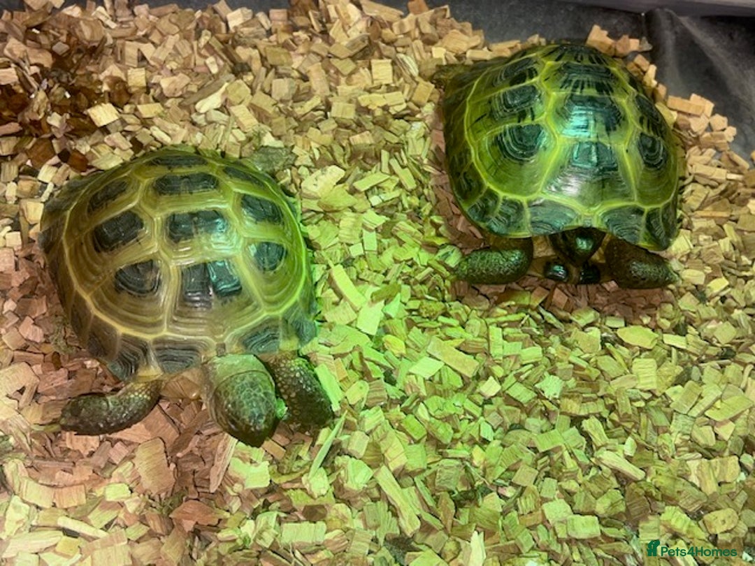 Tortoise reptiles for sale: Two Horsefield Tortoise with enclosure & heat lamp - Advert 4