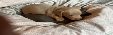 Dachshund Puppy 3
