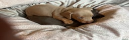 Dachshund dogs for sale: Stunning Dachshunds Ready to View - Advert 7