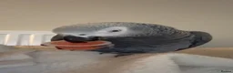 Parrots birds for sale: Very Talkative African Grey For Sale in Market Drayton - Advert 2