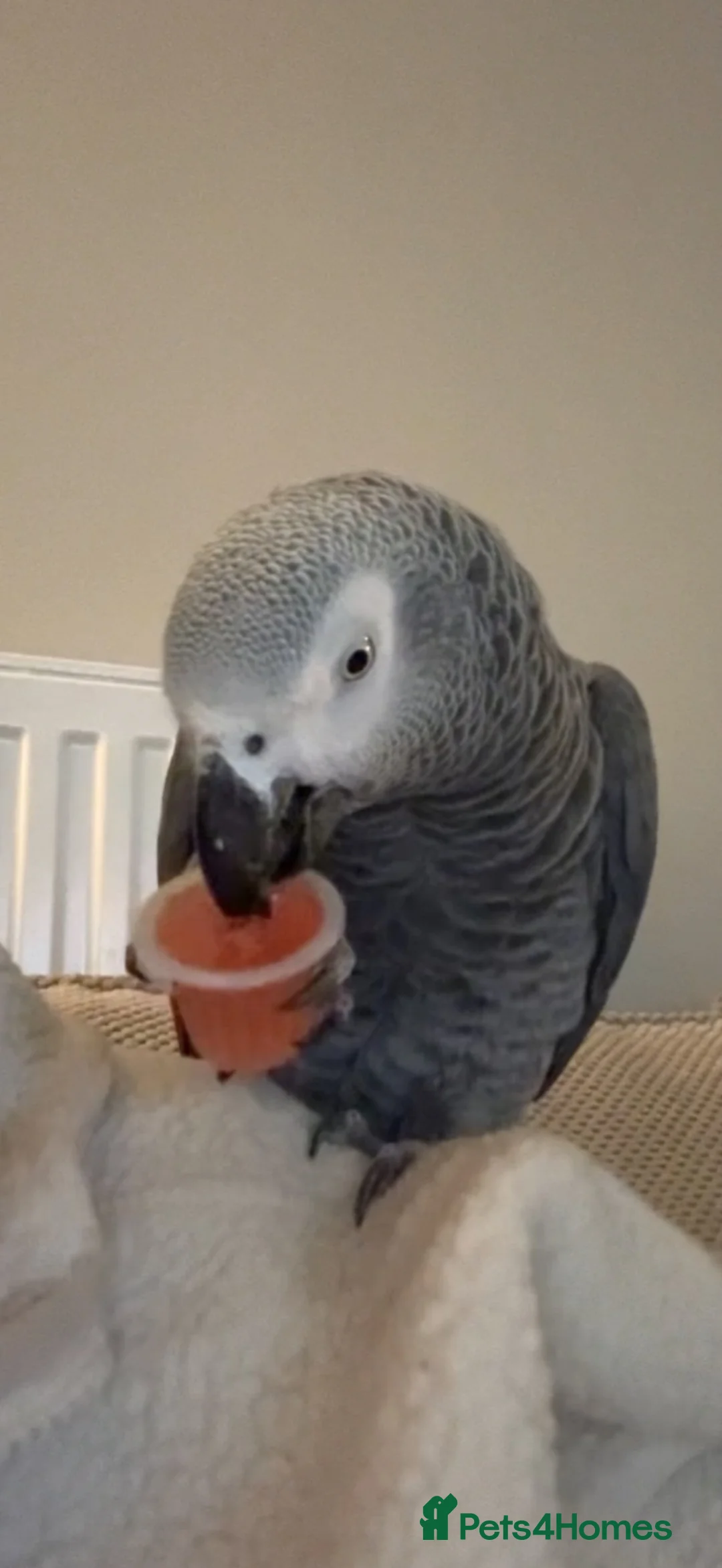 Parrots birds for sale: Very Talkative African Grey For Sale in Market Drayton - Advert 2