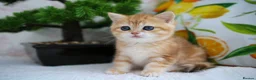 British Shorthair cats for sale: 💙British shorthair kittens ready now💙 - Advert 17