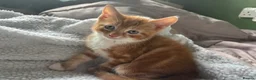 British Shorthair cats for sale: Only boy left  - Advert 4