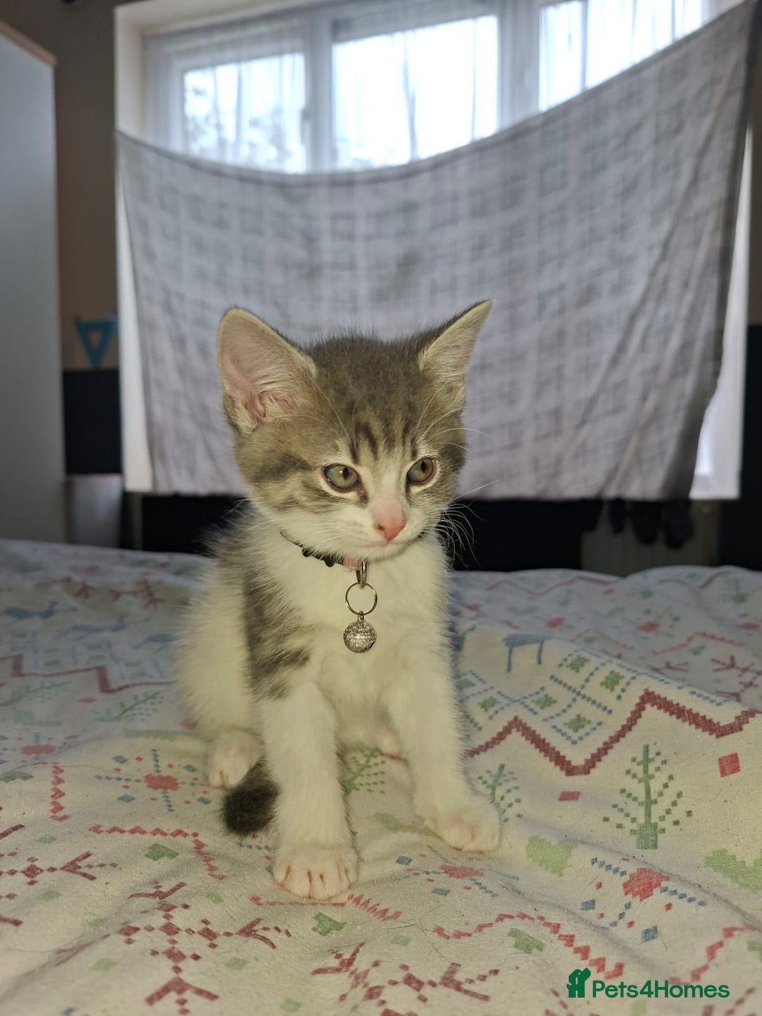 Mixed Breed cats for sale: Kittens for sale  - Image 3