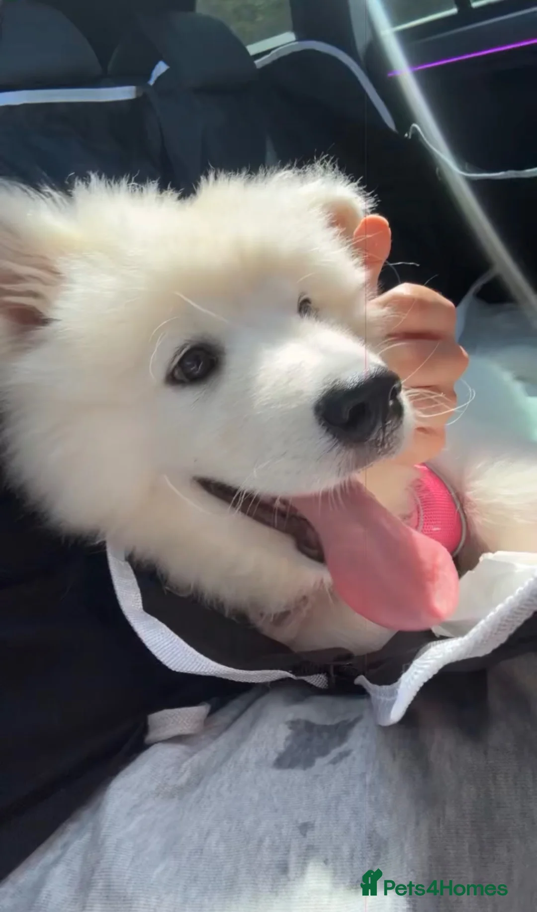 Samoyed dogs for sale: Pedigree Samoyed Girl – Loving & Well Socialised - Advert 2