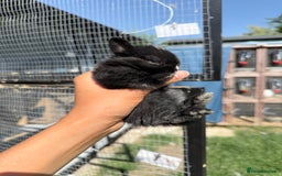 Netherland Dwarf rabbits for sale: •AVAILABLE• Pedigree Netherland Dwarf Baby BunnIes - Image 7