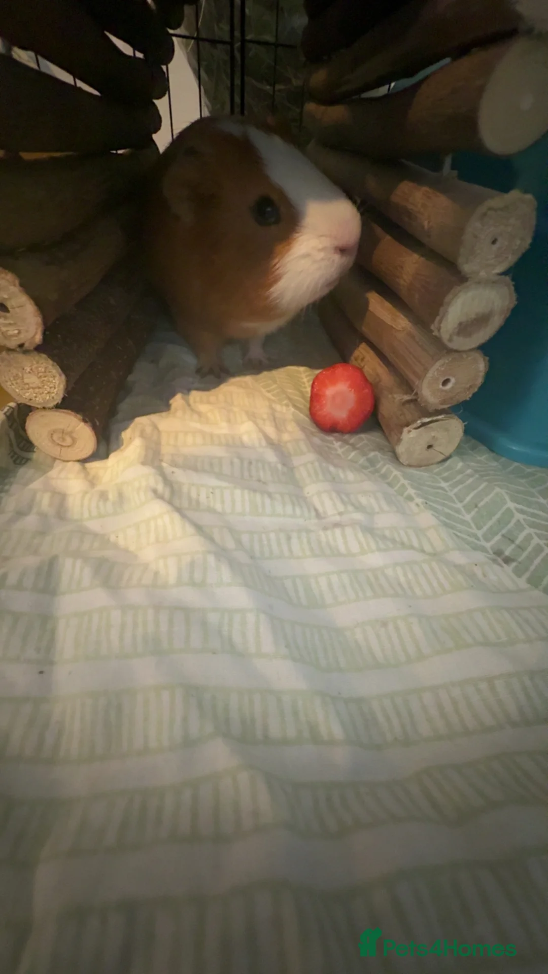 Guinea Pig rodents for sale: 2 male guinea pigs and comes with cage etc in Bude - Advert 3