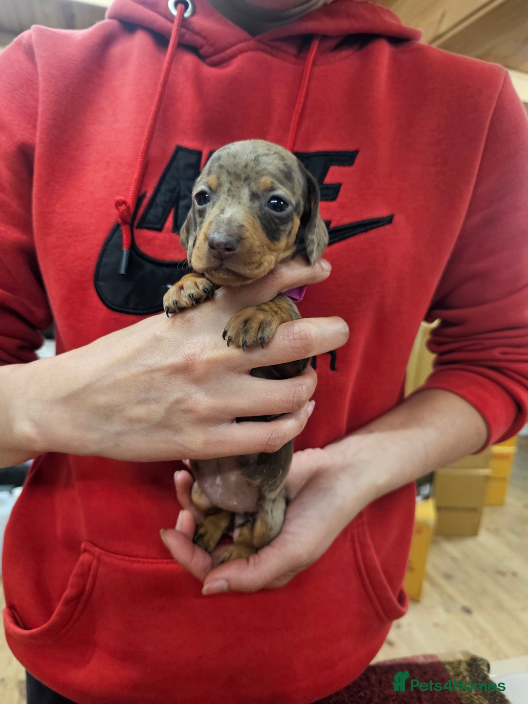 Miniature Dachshund dogs for sale: KC Registered Miniature Dachshund Puppies - Image 26