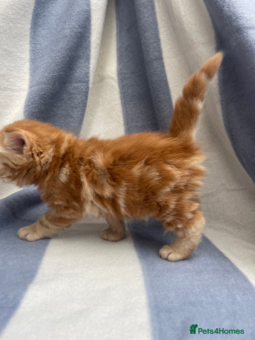 Domestic Shorthair cats for sale: Gorgeous kittens for sale  - Image 8