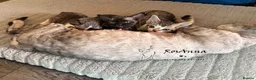 Devon Rex cats for sale: 2 girls available soon  - Advert 9