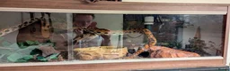 Boa Snake reptiles for sale: Beautiful Brazilian Rainbow Boa - Advert 6
