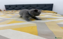 British Shorthair cats for sale: British short hair  - Image 6