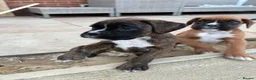 Boxer dogs for sale: Stunning KC Registered Boxer Puppies in Ipswich - Advert 12