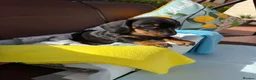 Miniature Dachshund dogs for sale: A litter of 2 lovely dachshund pups - Advert 34