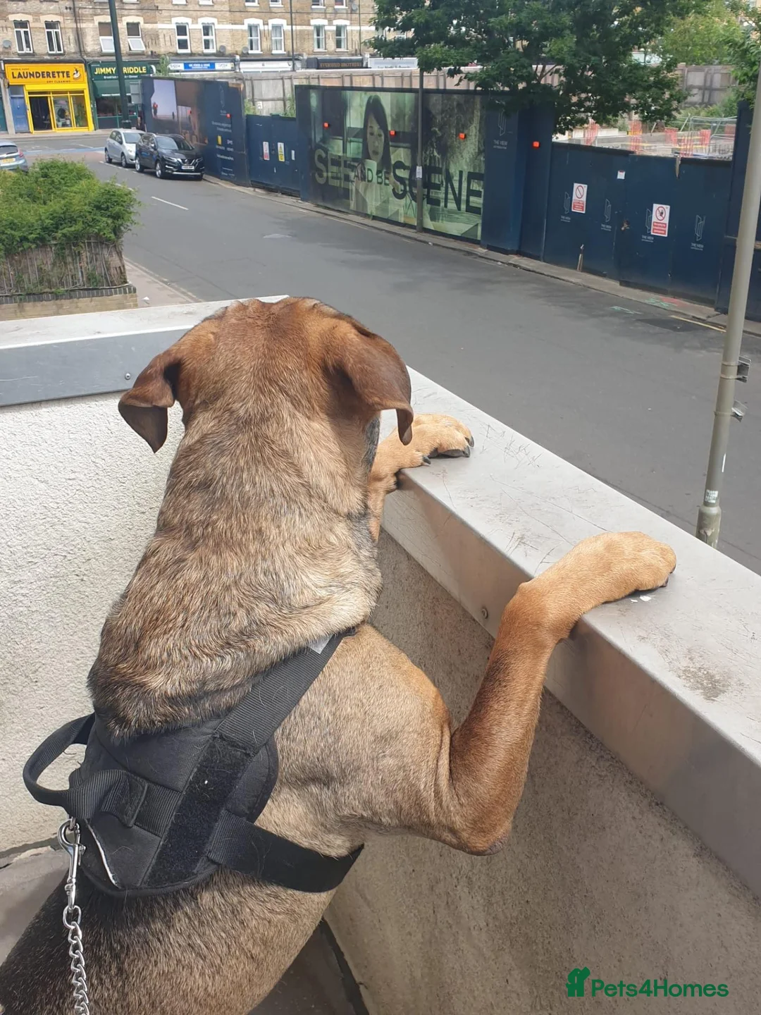 Mixed Breed dogs for sale: Buddy, Cane corso Cross alsation  in London - Advert 2