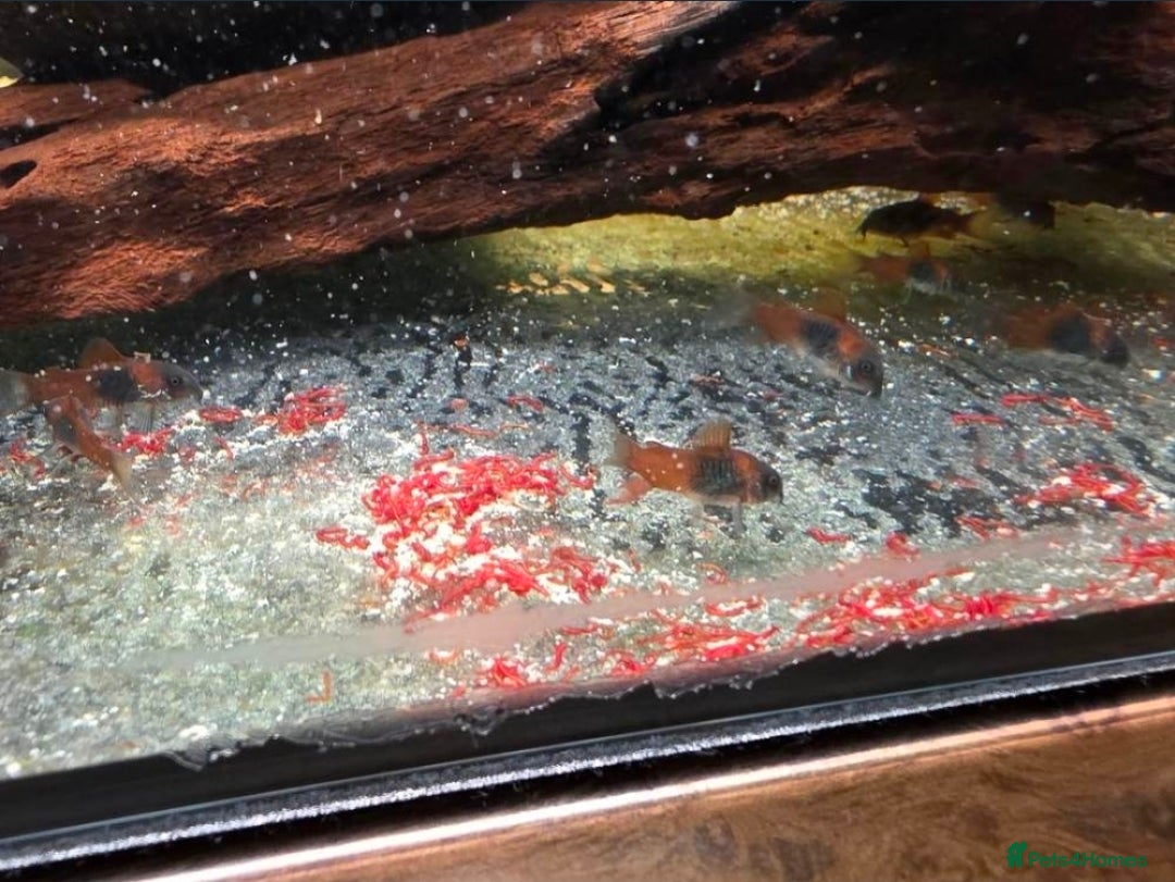 Corys fish for sale: Orange Venezuela Corydora  - Advert 4