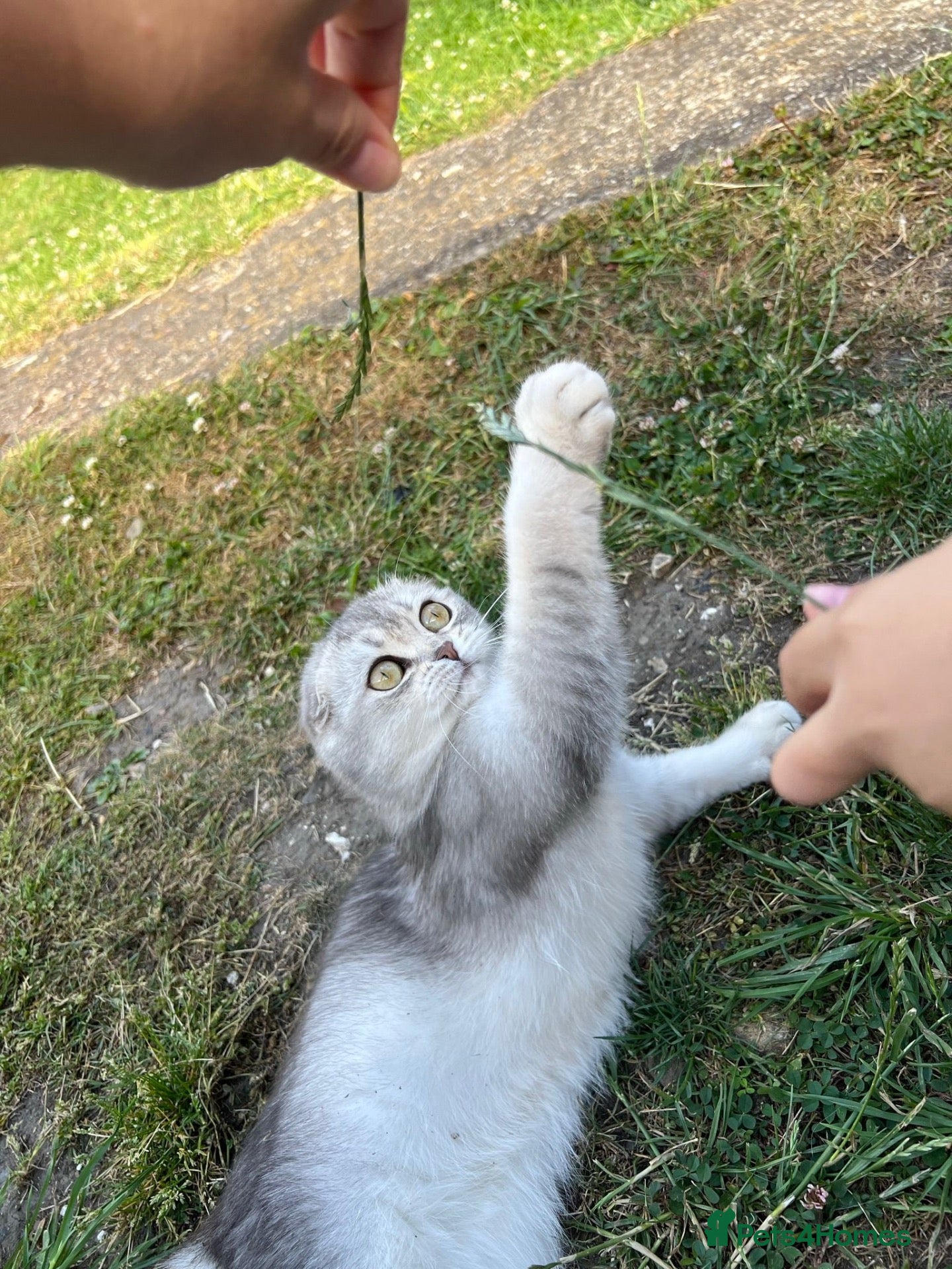 Scottish Fold cats Scottish Fold Kittens Looking for Loving Homes🏡❤️ - Advert 1