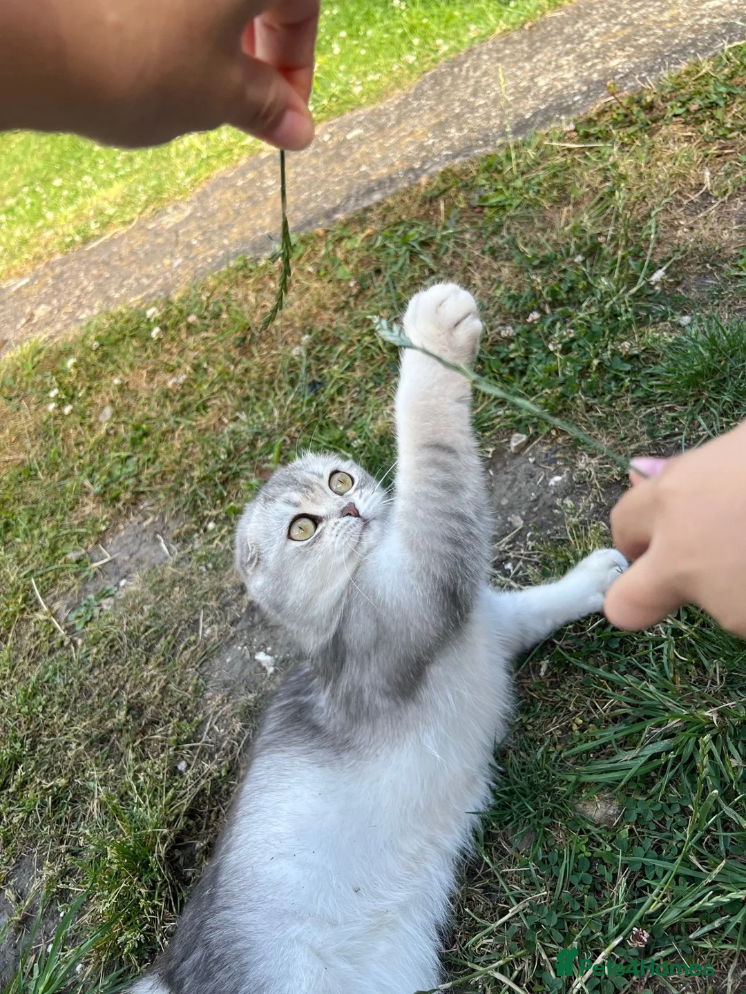 Scottish Fold cats for sale: Scottish Fold Kittens Looking for Loving Homes🏡❤️ - Advert 1