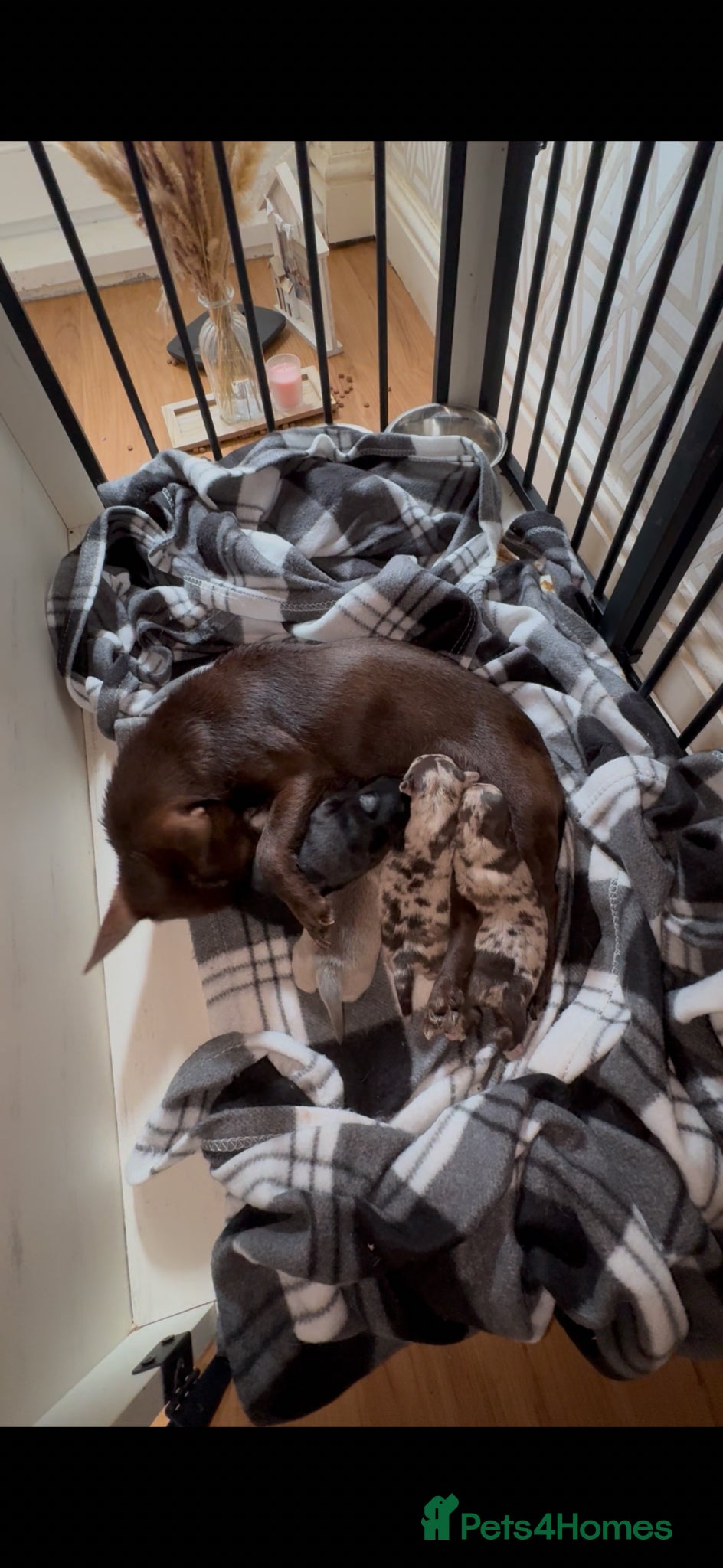 Chihuahua dogs Shorthair chihuahua pups - Advert 17