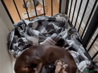 Chihuahua dogs Shorthair chihuahua pups - Advert 17