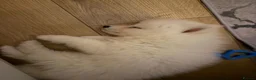 Pomsky dogs for sale: Pomsky Puppies (3) - Advert 31