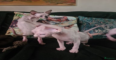 Sphynx cats - Advert 4