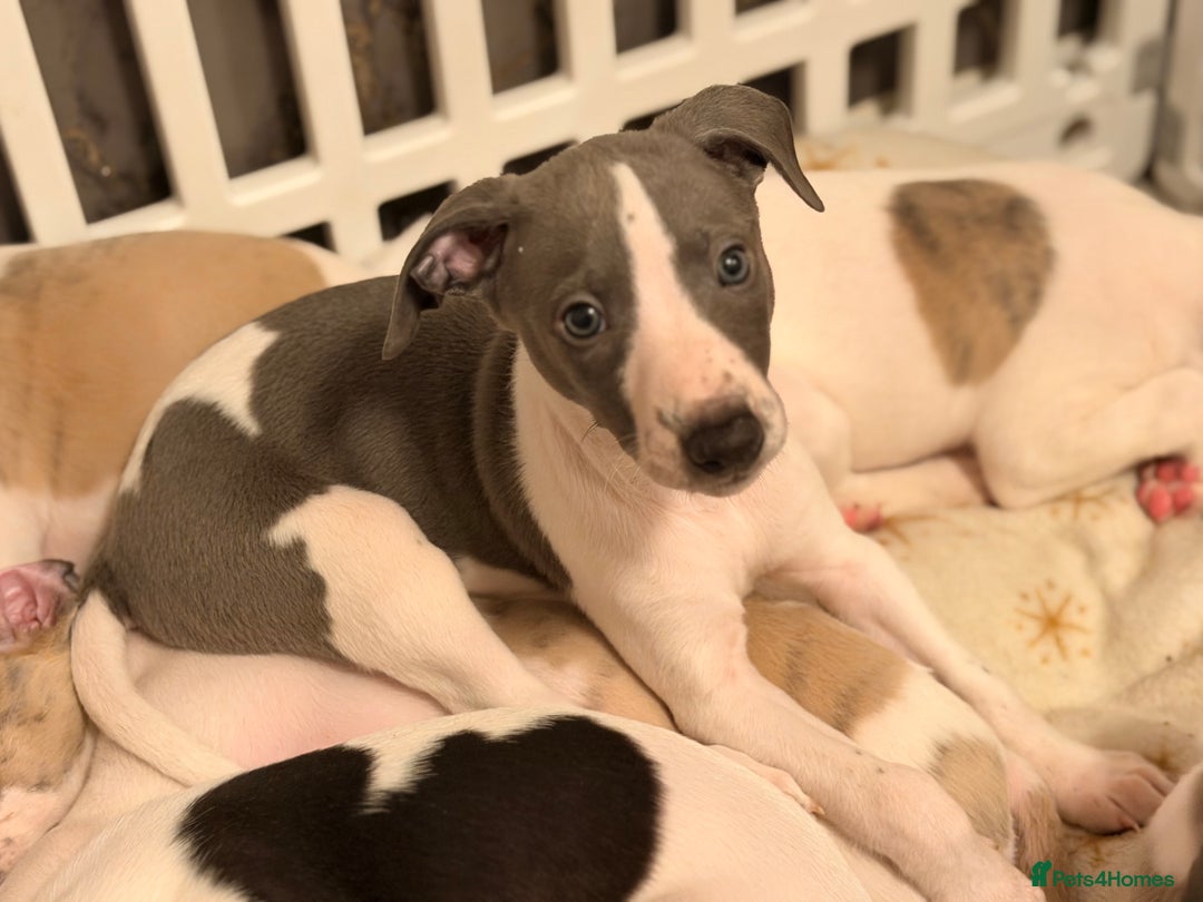 Whippet dogs for sale: KC Whippet puppies only 2 boys left  - Advert 26